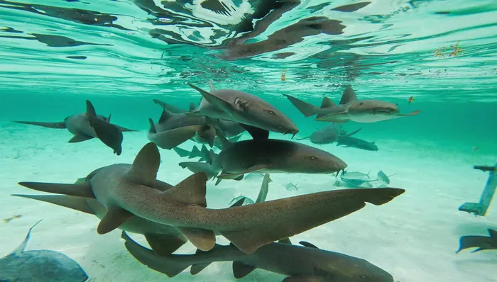 Shark, Ray and Barrier Reef Snorkeling & Island Getaway shore excursion in Belize City, Belize