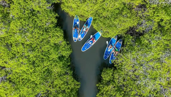 Guided Mangrove Paddle Boarding Adventure shore excursion in Curaçao