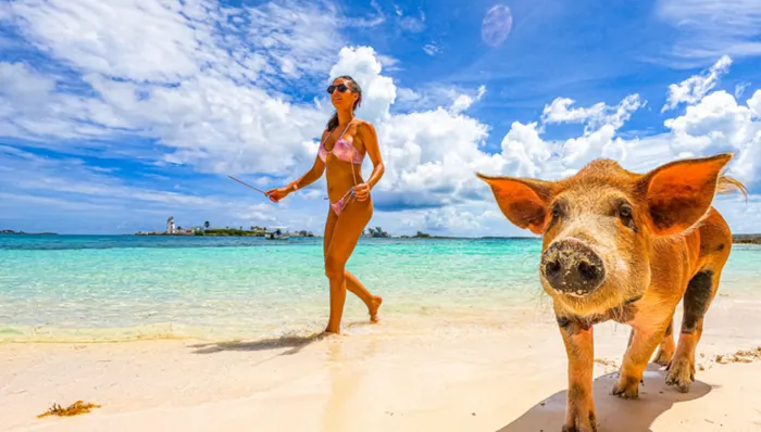 Sun Cay Beach Club with Lunch & Swimming with the Pigs shore excursion in Nassau, Bahamas