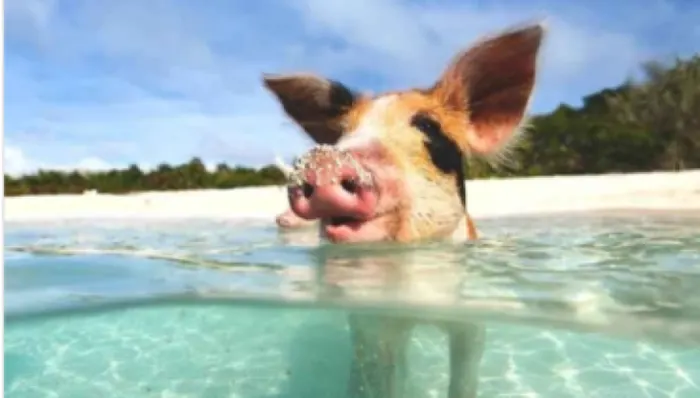 Swim with the Pigs shore excursion in Nassau, Bahamas